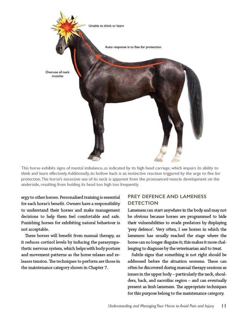 Is My Horse in Pain?