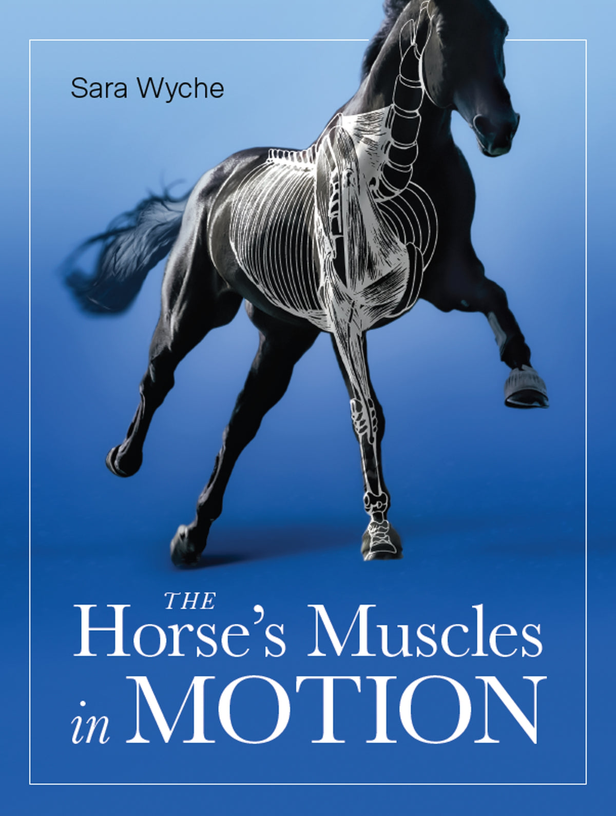 Horse&#39;s Muscles in Motion