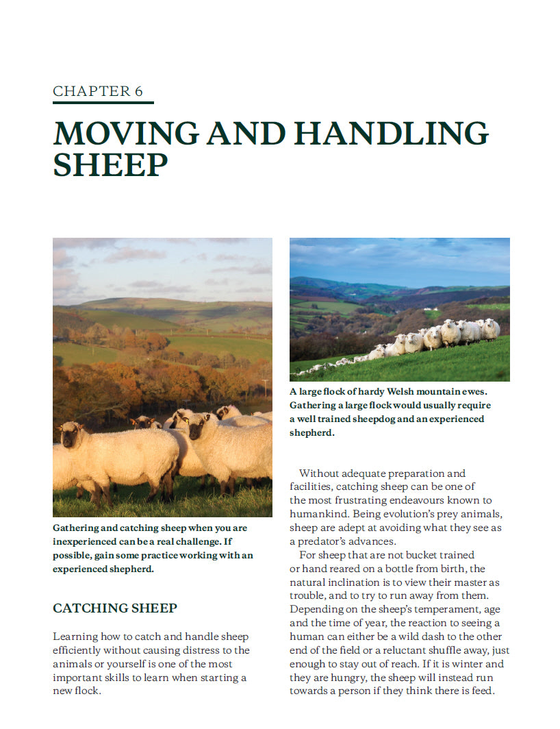 Keeping Sheep