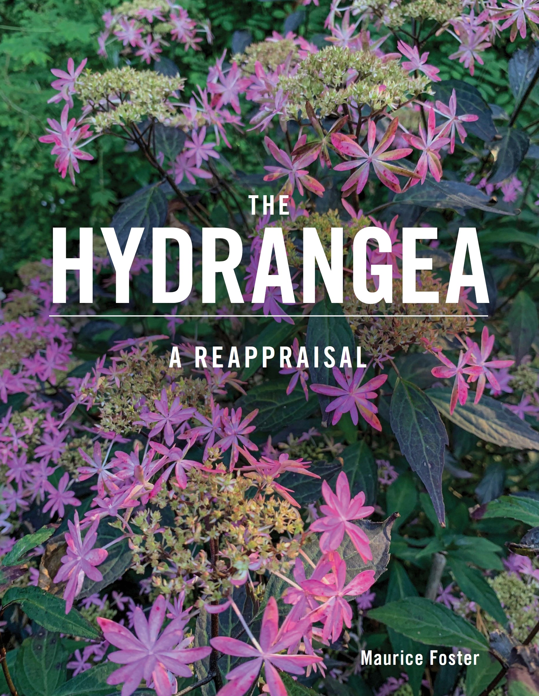 The Hydrangea