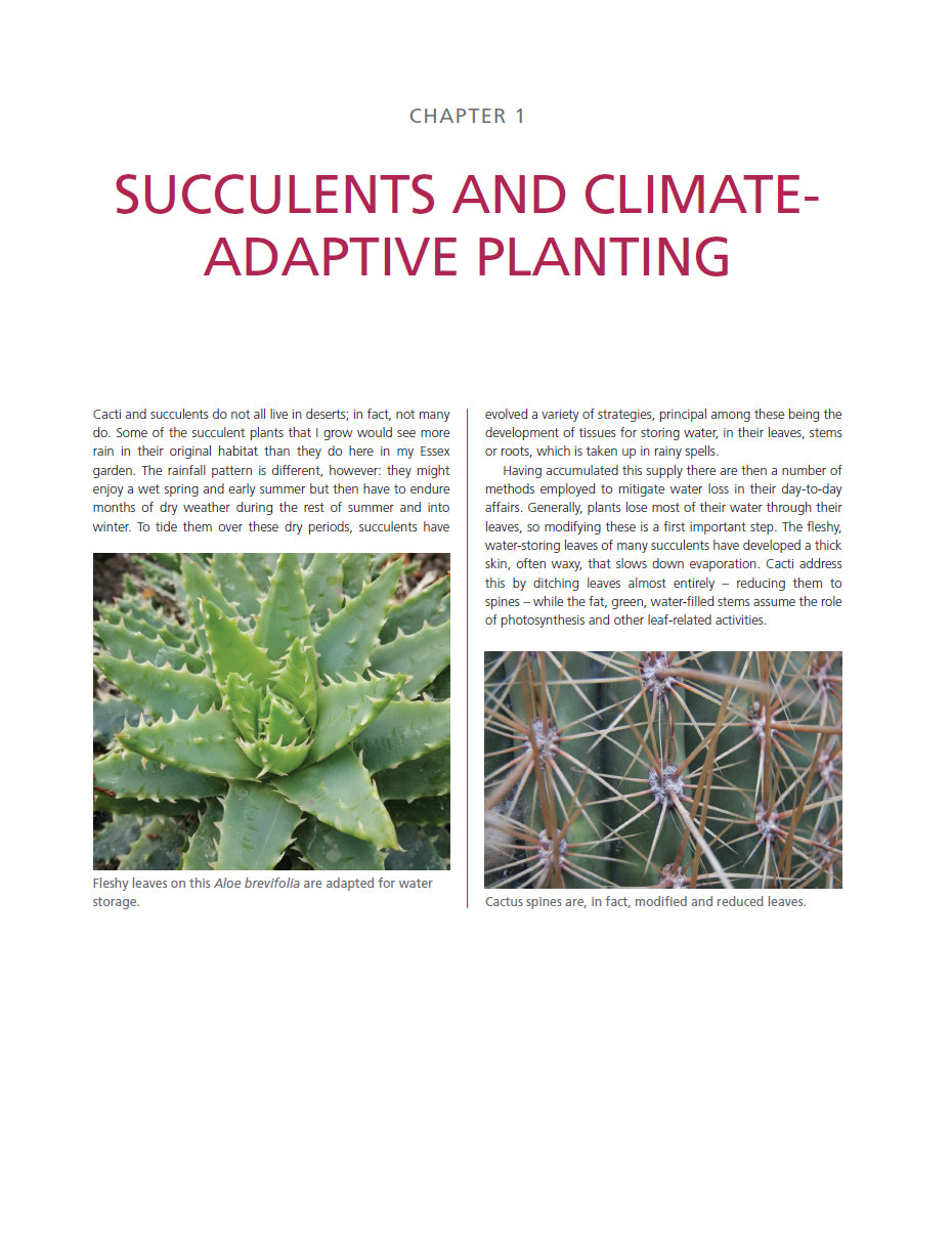 Dry Exotic Garden
