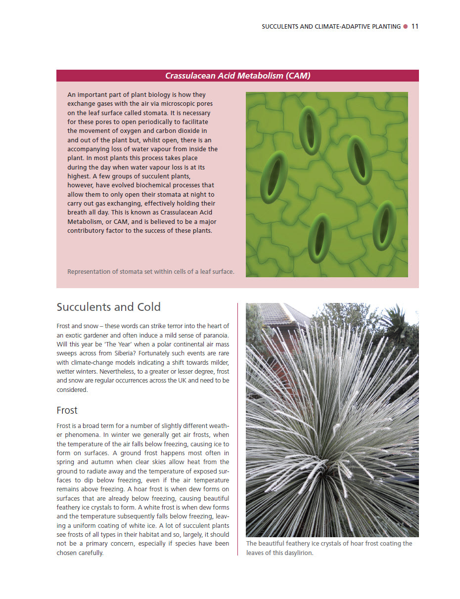 Dry Exotic Garden