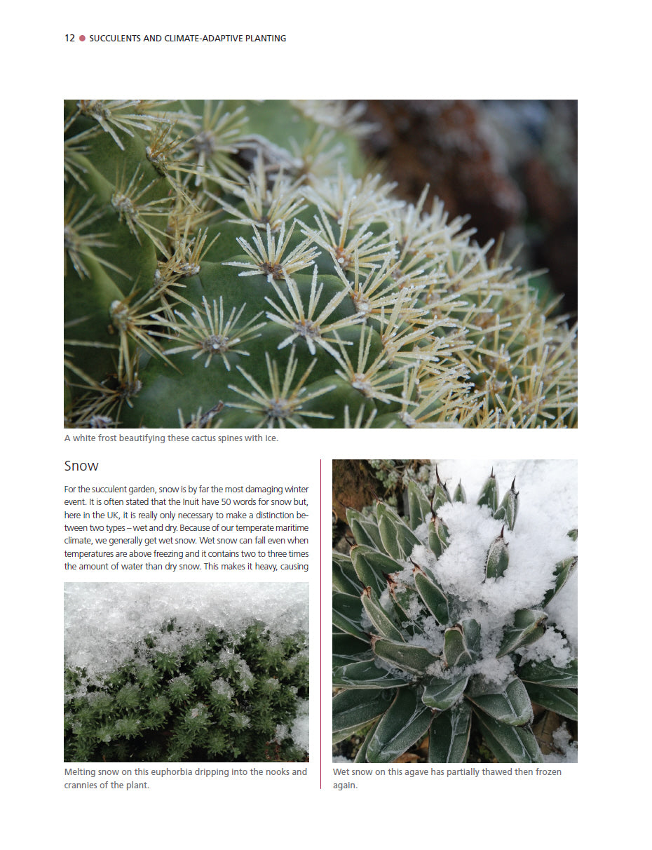 Dry Exotic Garden
