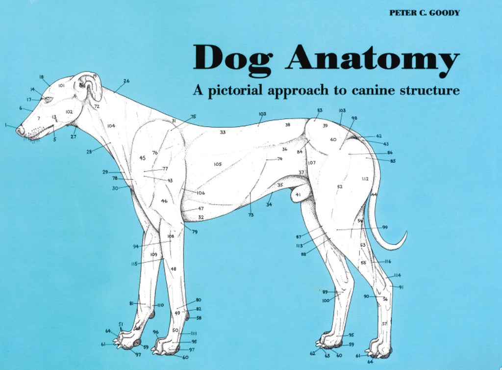 Dog Anatomy