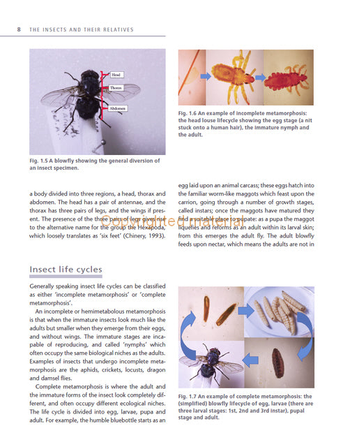 Insect Microscopy