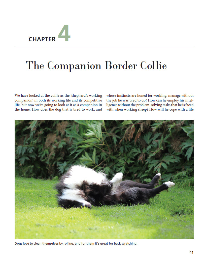 Living with Border Collies