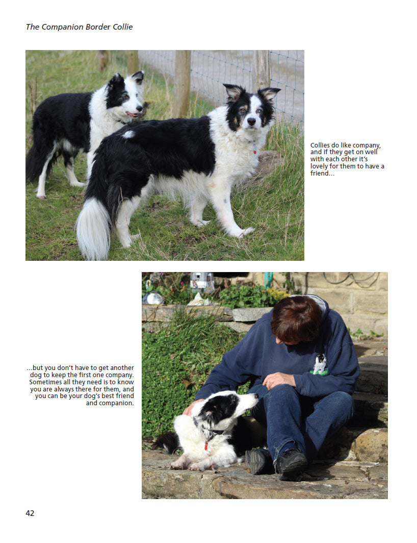 Living with Border Collies