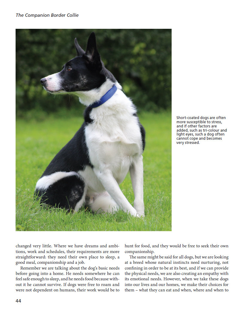 Living with Border Collies
