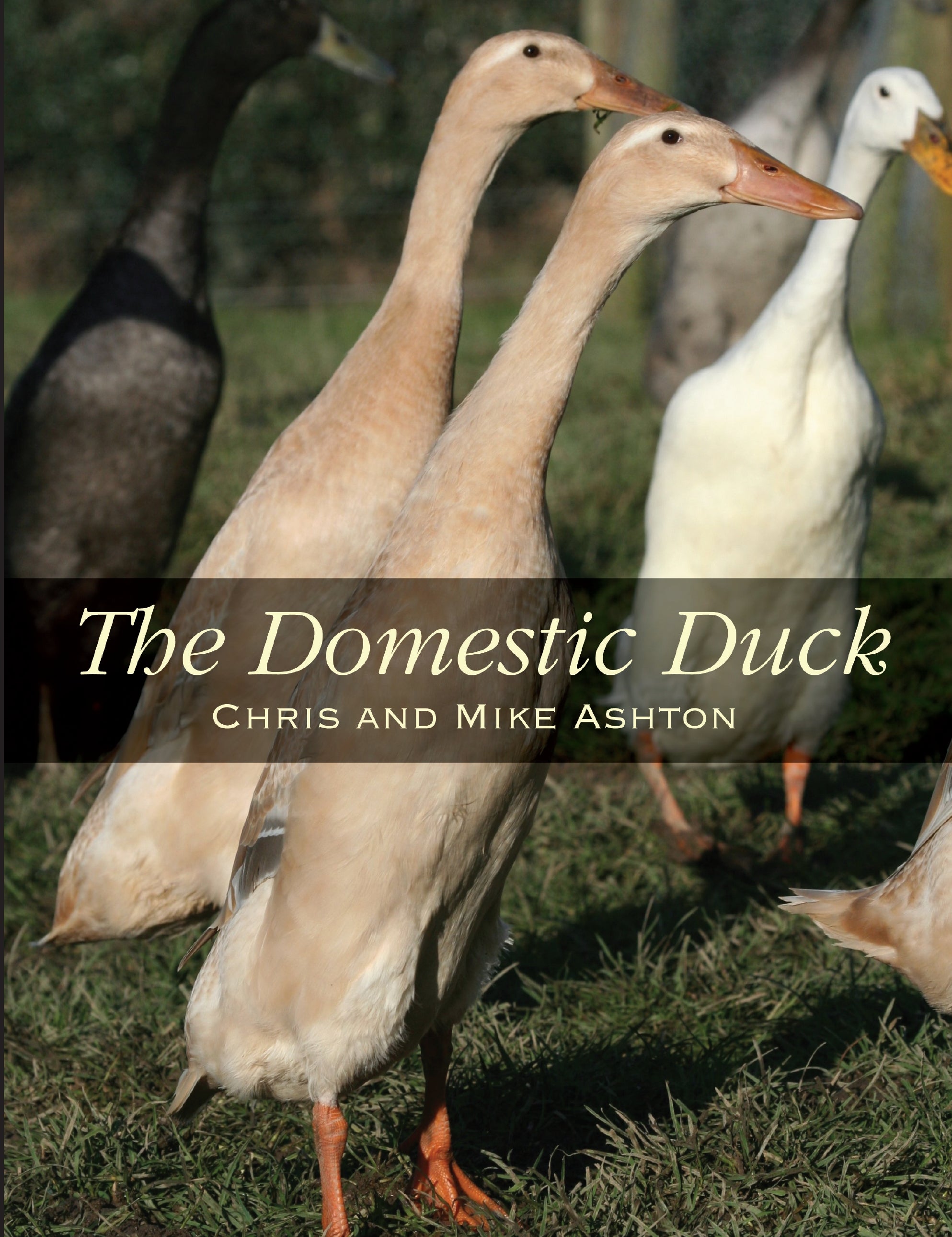 The Domestic Duck