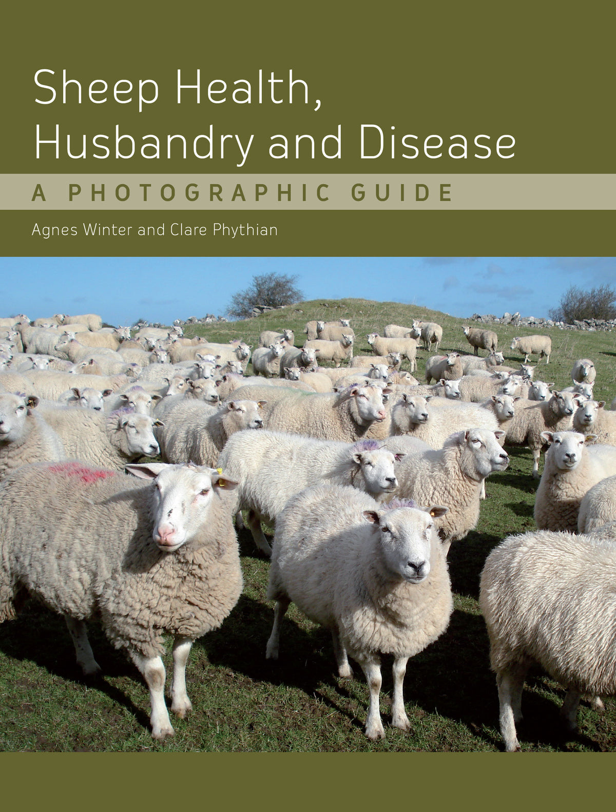 Sheep Health&amp;#44; Husbandry and Disease