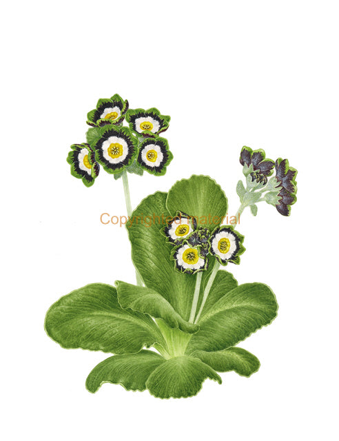 Auriculas through the Ages