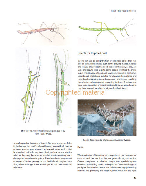 Drawing and Painting Insects