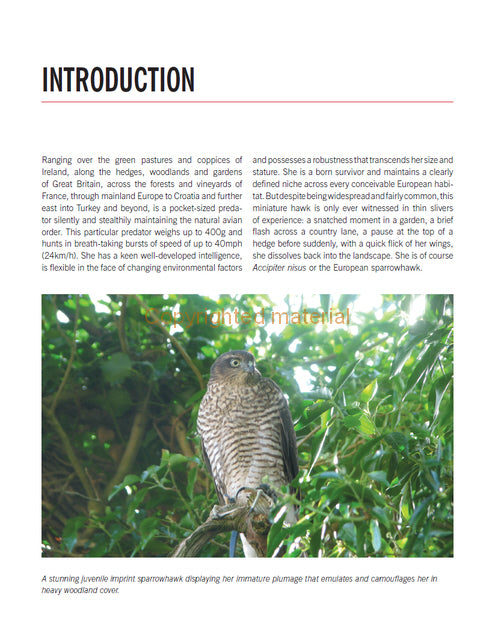 Sparrowhawks