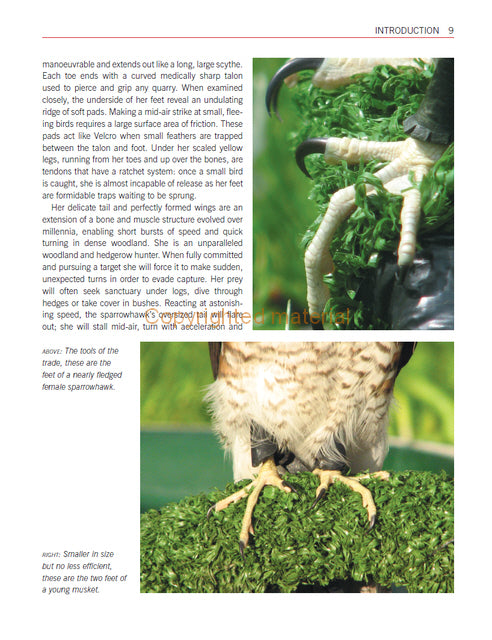 Sparrowhawks