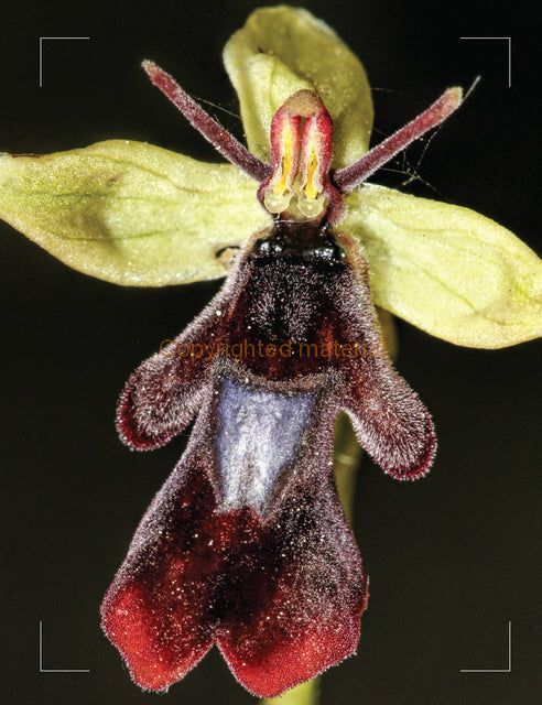 Extreme Close-Up Photography and Focus Stacking