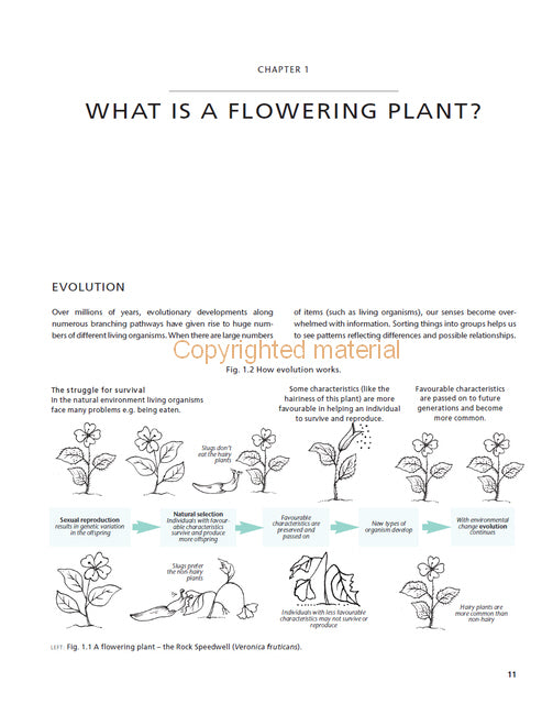 Understanding the Flowering Plants