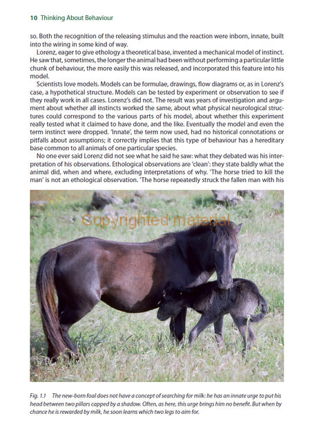 Horses in Company