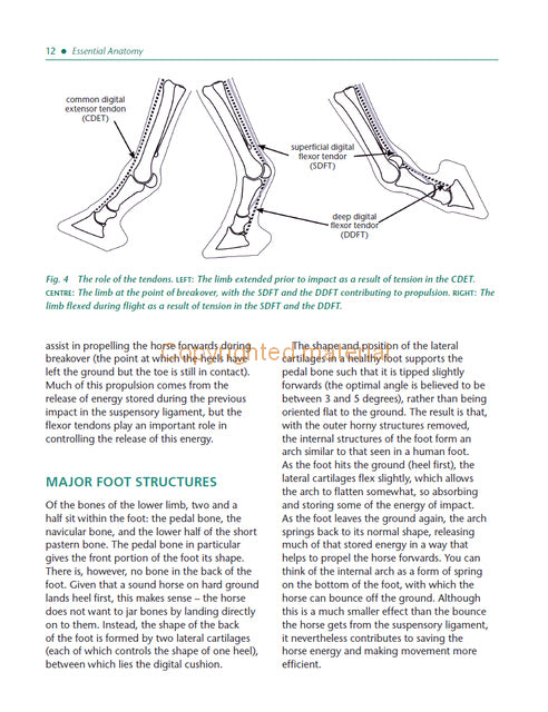 Laminitis
