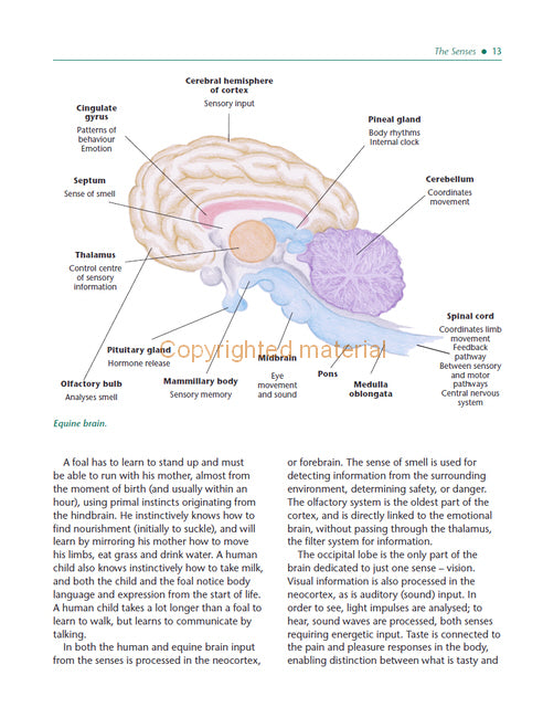 The Psychology of Horsemanship