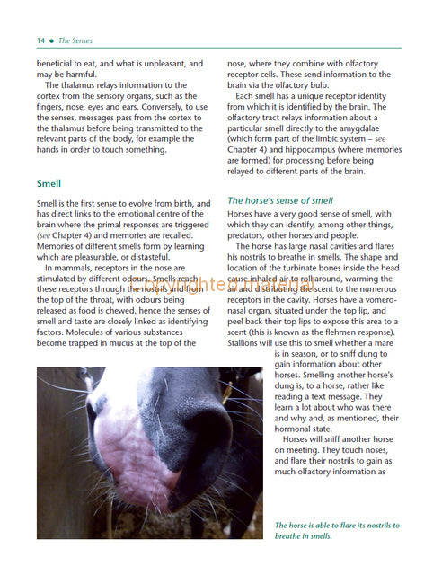 The Psychology of Horsemanship