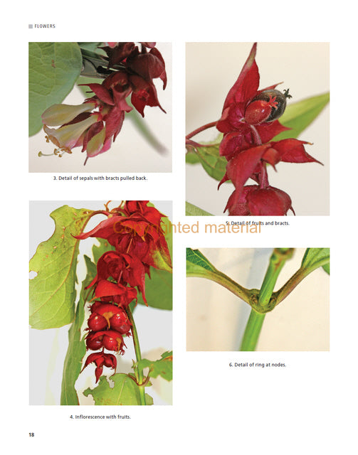 Botany for Artists