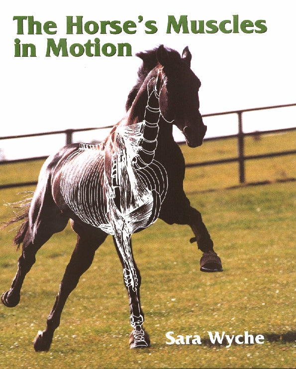 The Horse&#39;s Muscles in Motion