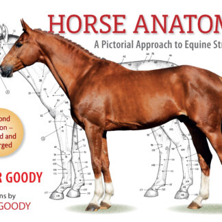 Horse Anatomy (Paperback)