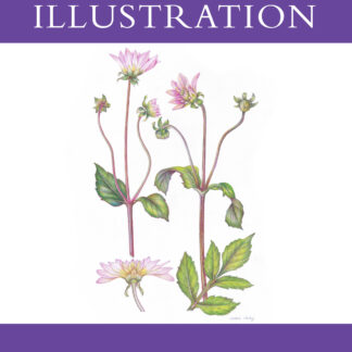 Botanical Illustration  (Paperback)