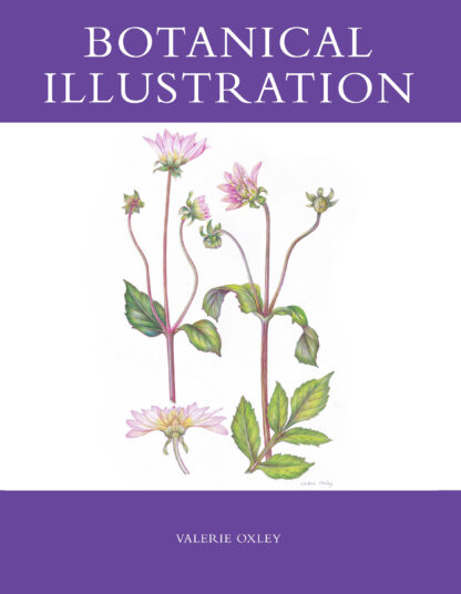 Botanical Illustration  (Paperback)
