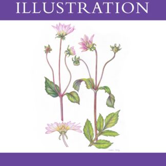Botanical Illustration  (Ebook)