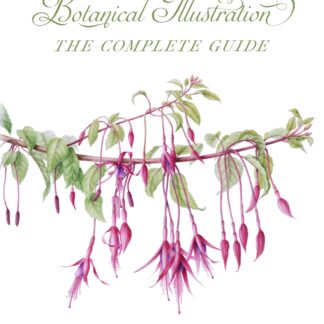 Botanical Illustration  (Ebook)