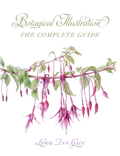 Botanical Illustration  (Ebook)