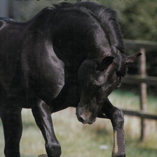 Understanding the Horse's Back (Ebook)