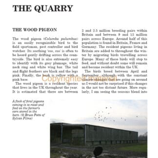 Pigeon Shooting (Hardback)