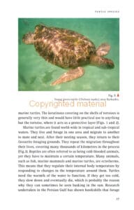 Tortoiseshell Tortoiseshell