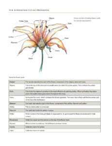 Gardener’s Guide to Propagation Techniques Gardener’s Guide to Propagation Techniques