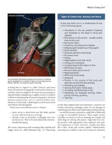 Fear and Anxiety in Dogs