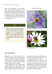 Artists Handbook of Botany Artists Handbook of Botany