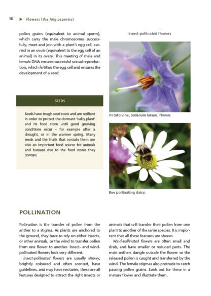 Artists Handbook of Botany