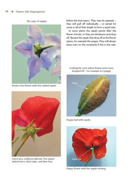 Artists Handbook of Botany