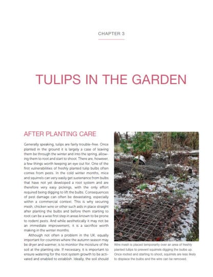 Tulips