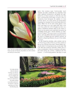 Tulips