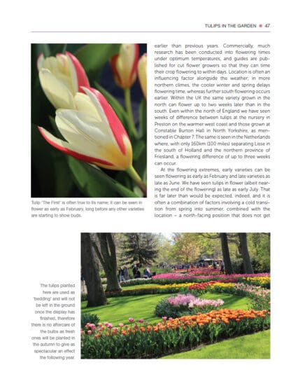 Tulips