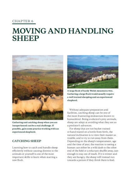 Keeping Sheep