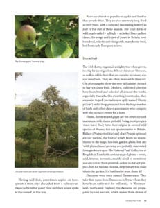 Orchards Orchards
