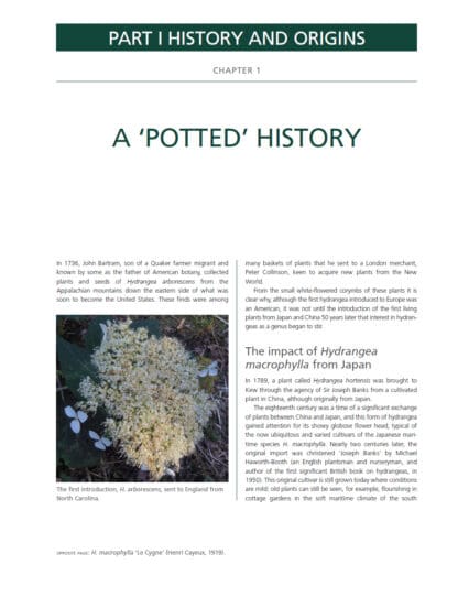 The Hydrangea