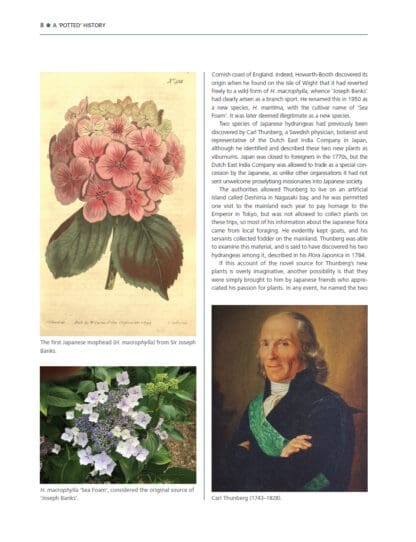 The Hydrangea