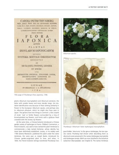 The Hydrangea