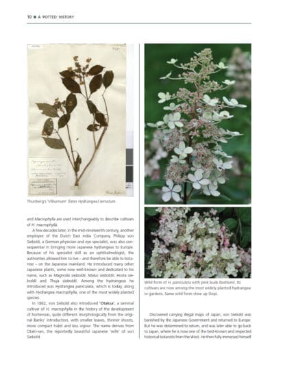 The Hydrangea
