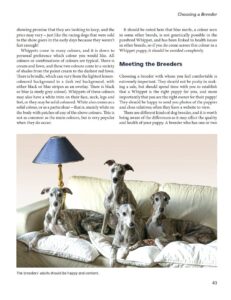 Whippets Whippets